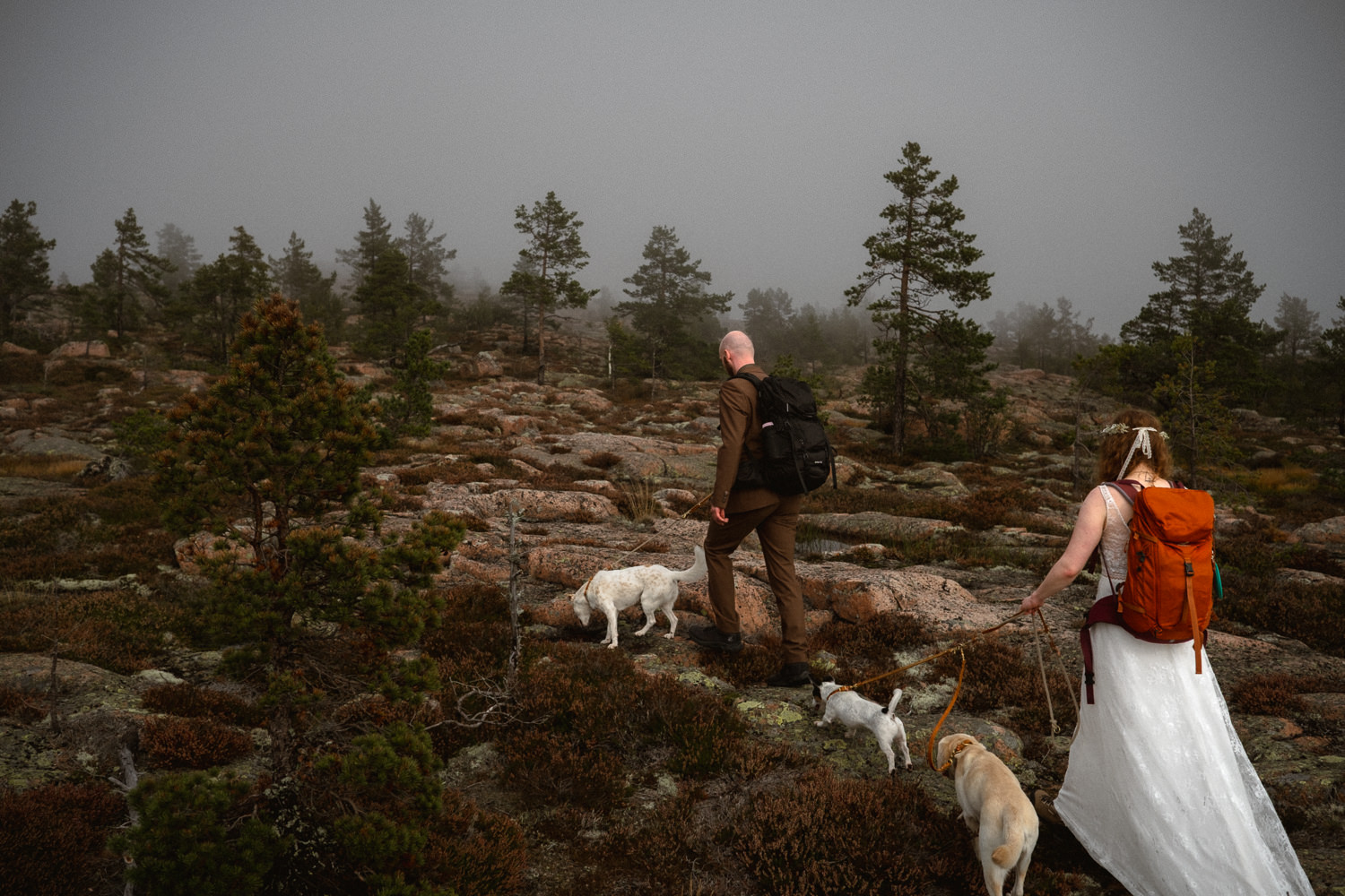 A bride and groom hiking in a Swedish National Park with their dogs